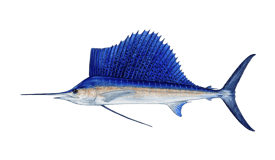 An illustration of a Sailfish