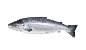 Atlantic Salmon