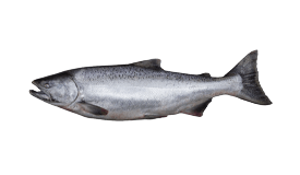 Chinook Salmon