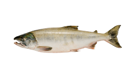 Chum Salmon