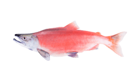 Sockeye Salmon