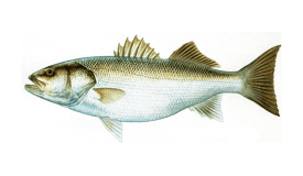 European Seabass