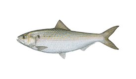 Shad Fishing in Durban - FishingBooker