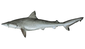 Shark (Atlantic Sharpnose)