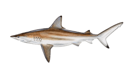 Blacktip Shark