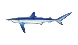 Blue Shark