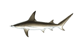 Hammerhead Shark