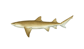 Lemon Shark