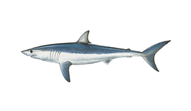 Mako Shark