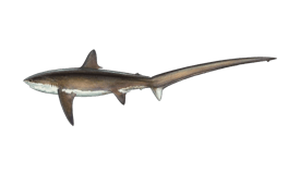 Thresher Shark