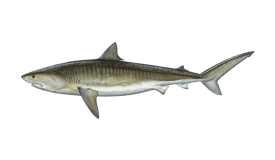 Tiger Shark