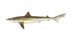 Tope Shark