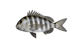 Sheepshead