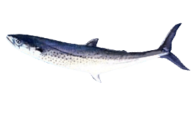 Sierra Mackerel