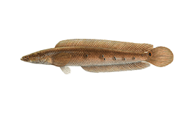 What You Should Look for When Chasing Snakeheads in Florida, FreshWater