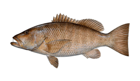 Cubera Snapper