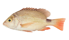 Snapper (Malabar Blood)