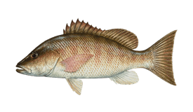 Mangrove Snapper