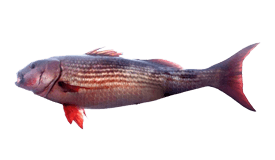 Mullet Snapper Fishing: Species info, charters and destinations