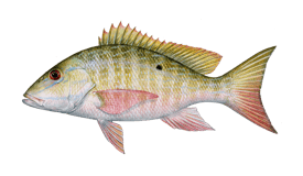 Fish of Florida: Atlantic Cubera Snapper (Lutjanus cyanopterus