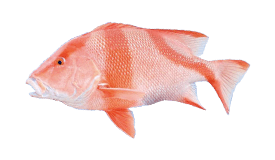 Red Emperor Snapper