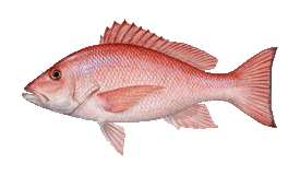 FishingBooker: Vermilion Snapper vs. Red Snapper