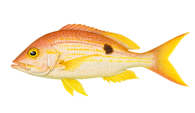 Snapper (Spotted Rose)
