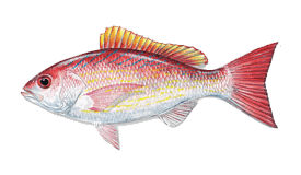 Vermilion Snapper