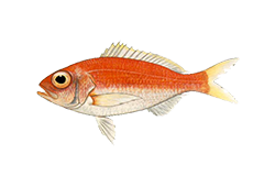 Snapper (Wenchman)