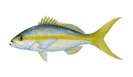 Mangrove Snapper PNG - mangrove-snapper-size-limit mangrove