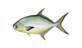 Snubnose Pompano