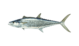 Narrow-barred Spanish Mackerel