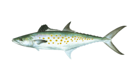 Spanish Mackerel