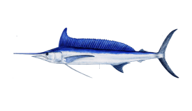 An illustration of a Longbill Spearfish