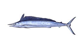 Superfish, Infographic: All About Billfish, Nature