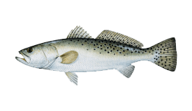 Hook It Speckled Trout 0858482006146 – Born Cajun