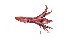 Squid