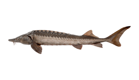 Sturgeon