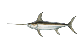 An illustration of a Swordfish