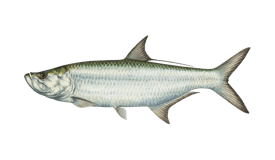 Tarpon