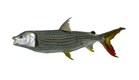 Tigerfish