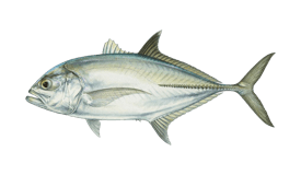 Bigeye Trevally