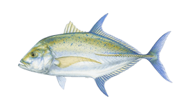 Bluefin Trevally