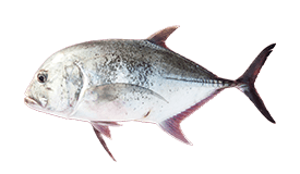 Giant Trevally