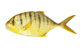 Golden Trevally