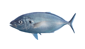 Silver Trevally