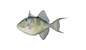 Gray Triggerfish