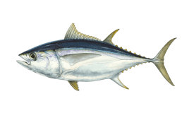 Atlantic Bonito Fishing: species guide, charters and destinations - Tom's  Catch