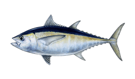 ALBACORE BLACKFIN TUNA ALLSTARS SALTWATER LURE 6-Pak