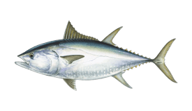 Best For Bluefin: The Cape Cod Top 5 - The Fisherman